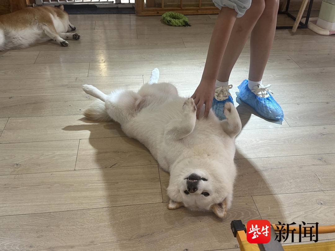 苏州萌犬抛绣球“招亲”