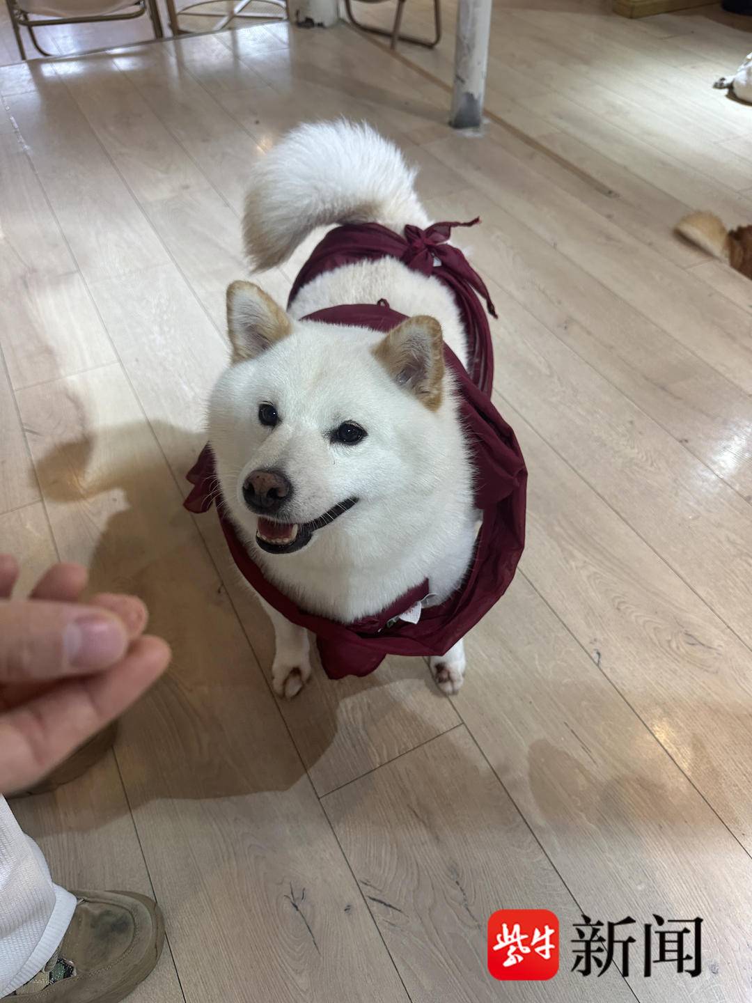 社恐